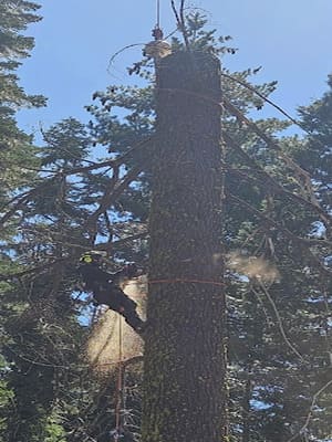 {{ custom_values.service_3 }} in {{custom_values.area_3})