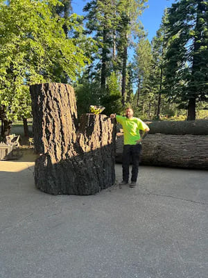 Palm tree removal in Fairfield, CA