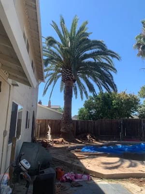 Stump grinding in Fairfield, CA