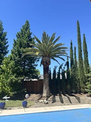 tree care in Vacaville, CA