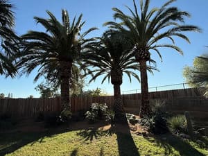 Palm tree pruning in Vacaville, CA