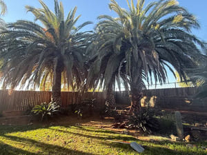 Tree removal in Fairfield, CA