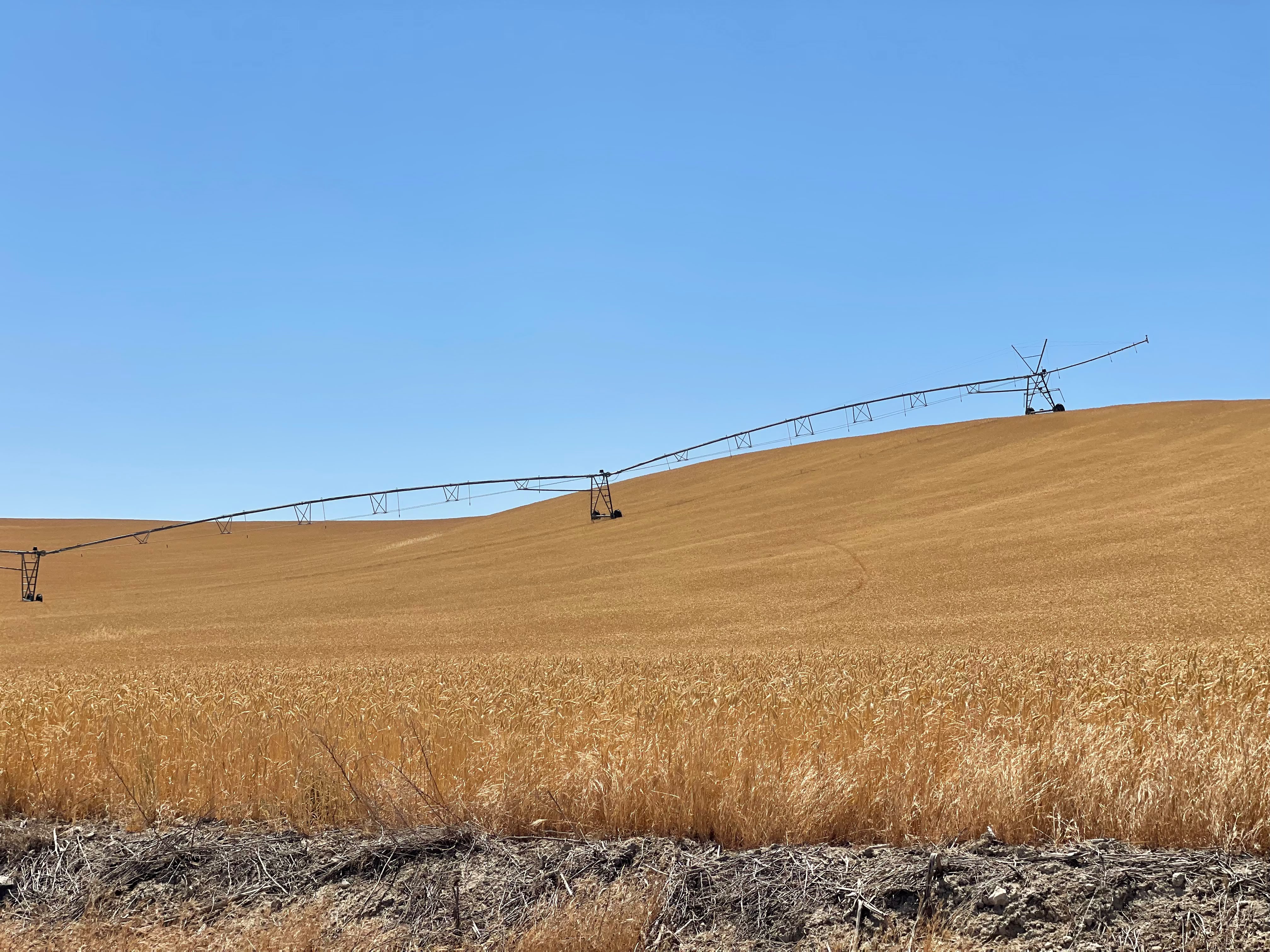 Campo de cereal con sistema de riego