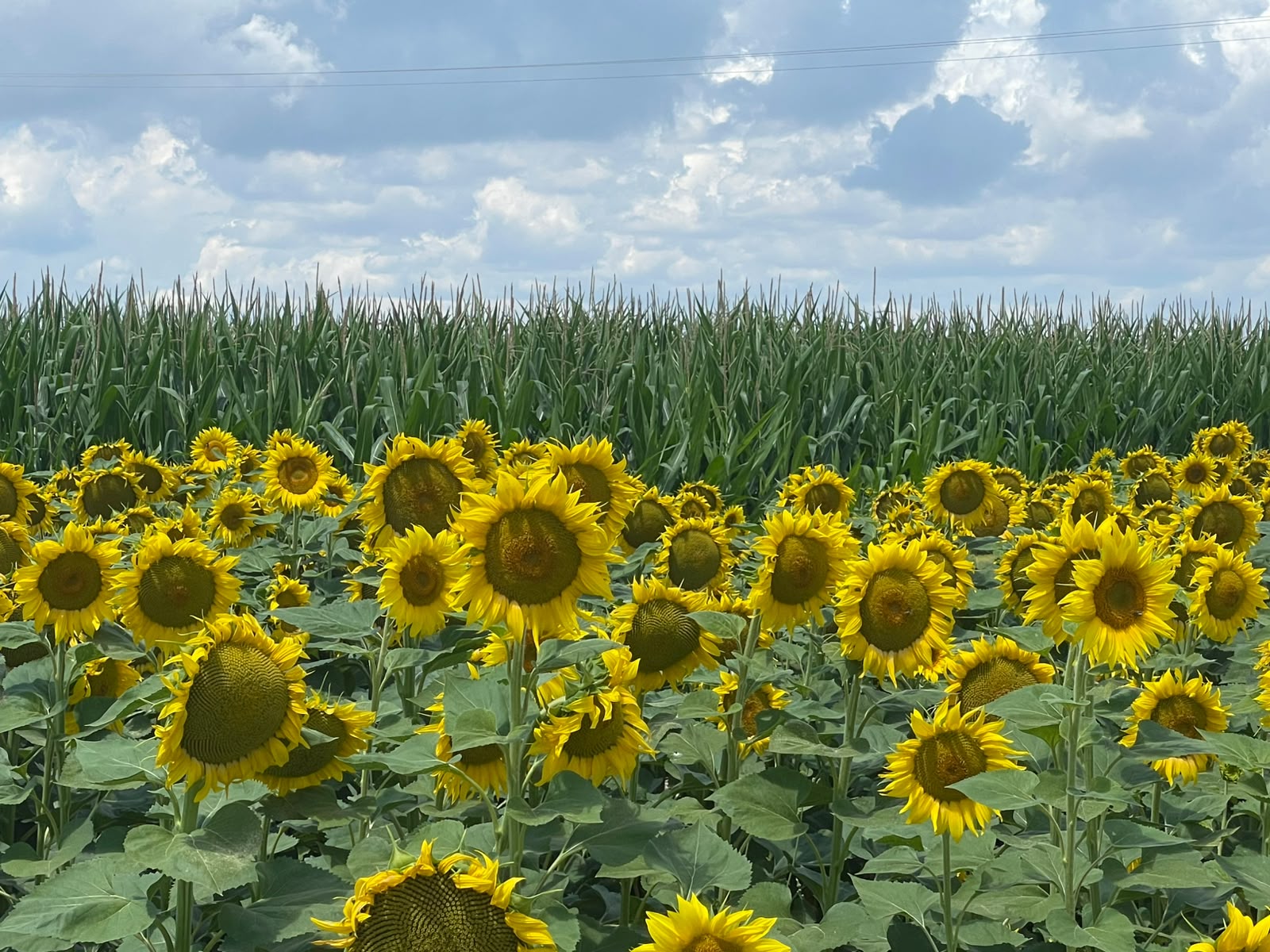 Campo de girasoles