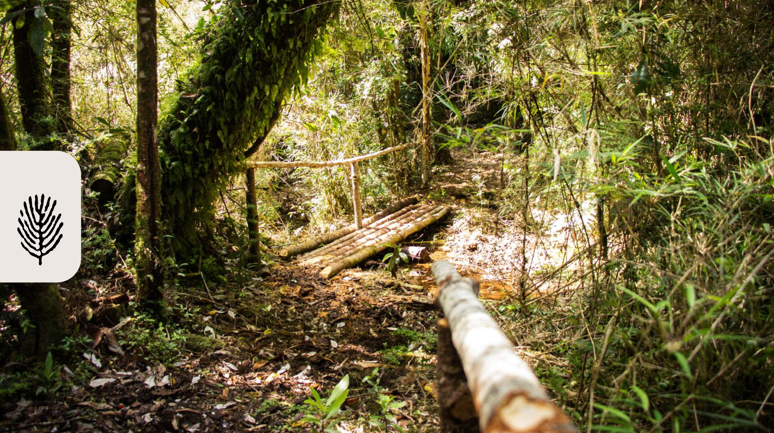 Sendero interior del predio con puente de madera