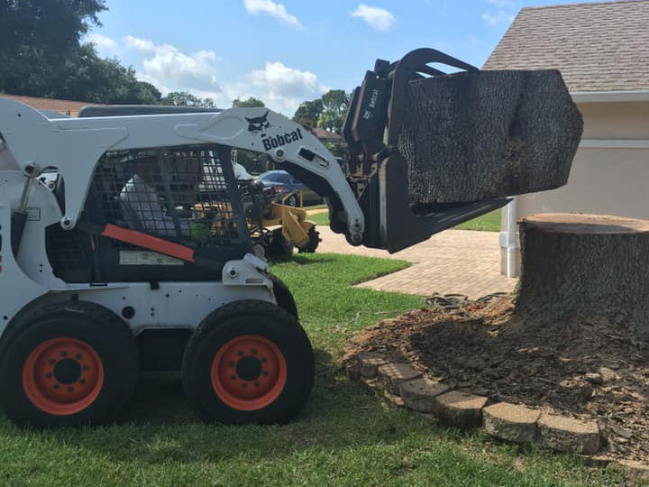 Tree Removal Orlando