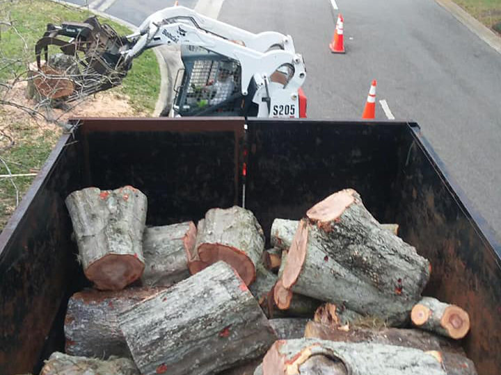 Stump Grinding Orlando