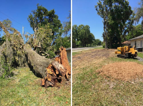 Stump Grinding in Orlando