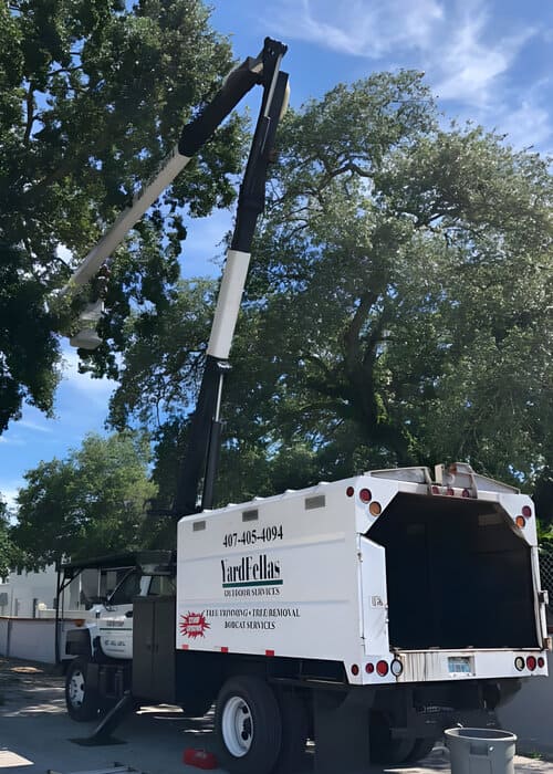 Tree Services Orlando