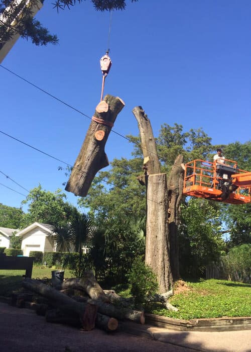 Tree Services Orlando