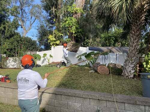Tree Trimming Orlando