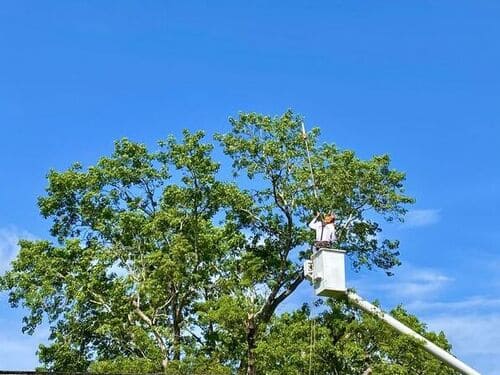 Tree Trimming Orlando