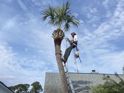 Winter Park Tree Trimming