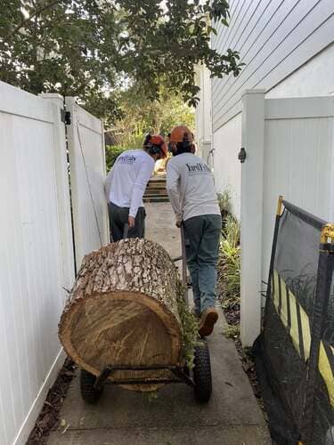 Orlando Tree Trimming
