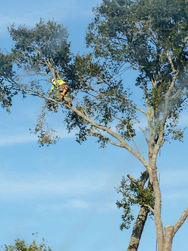 Stump Grinding Orlando