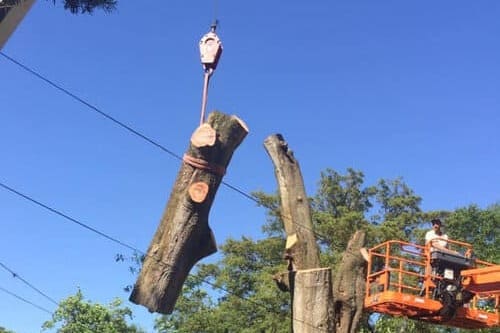 Tree Removal Oviedo