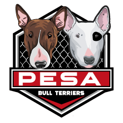 Pesa Bull Terriers