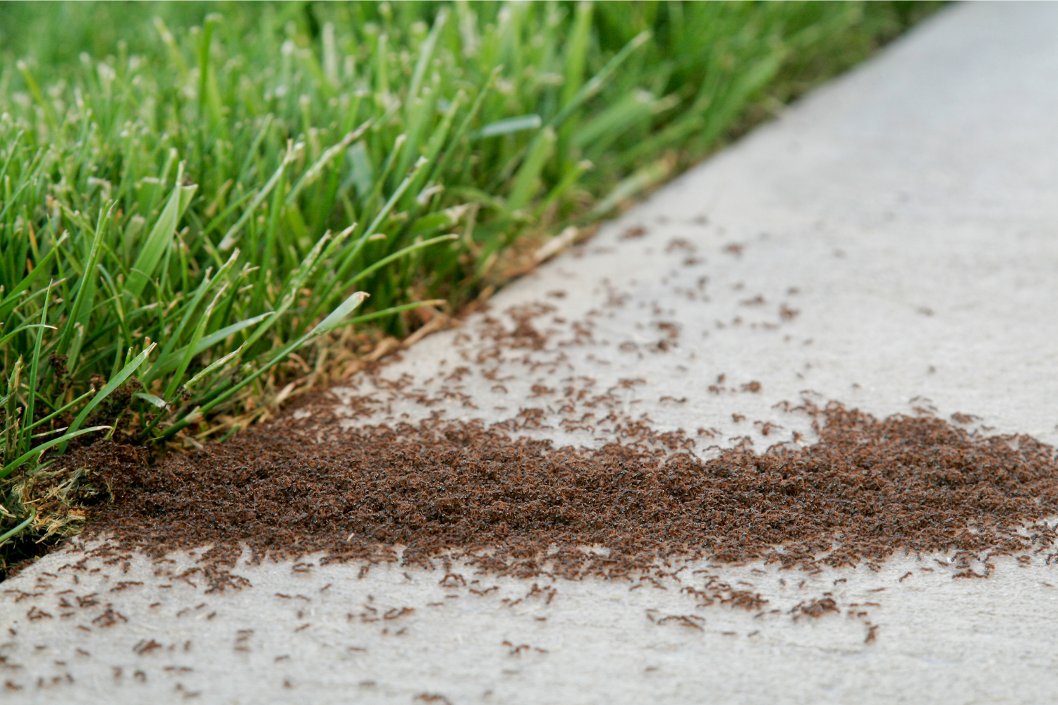 Ant Control - Halo Pest Solutions