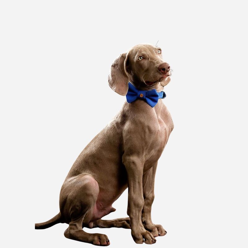 The Royal Blue