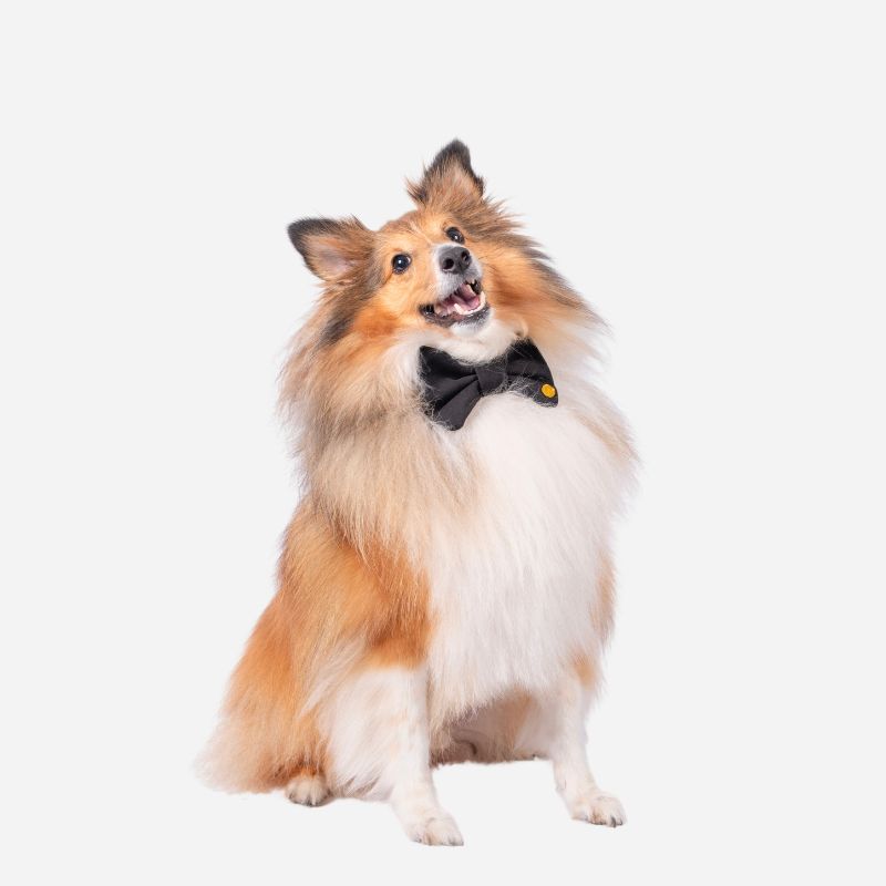 Fabric Bowtie Collar
