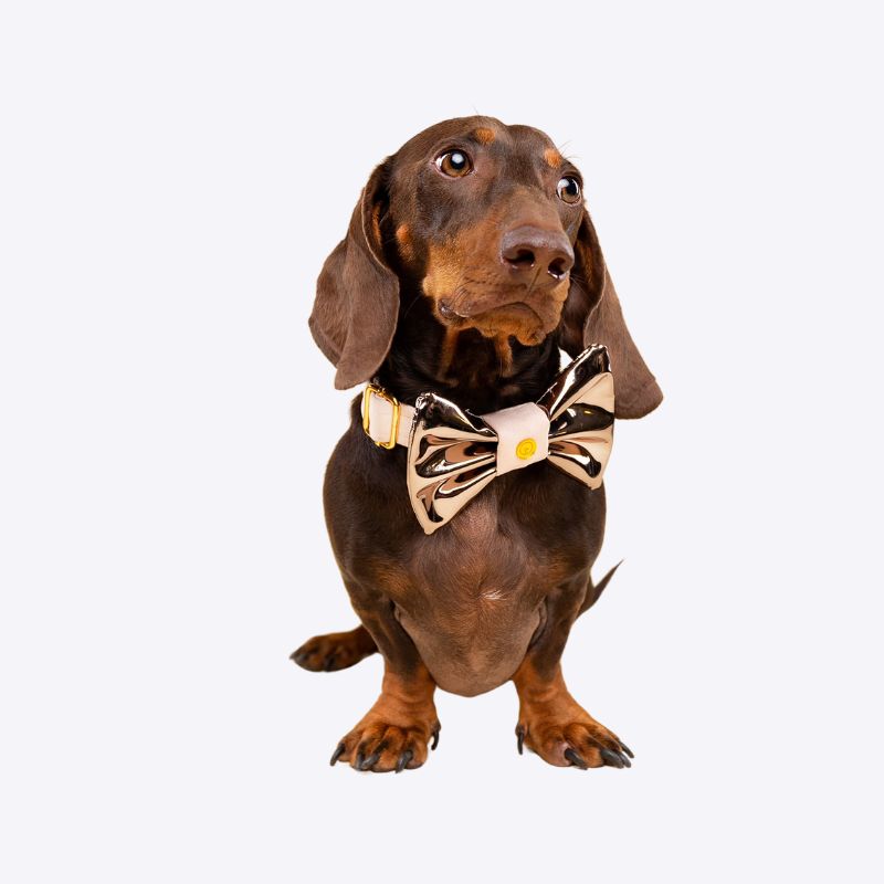 Shiny Bowtie Collars