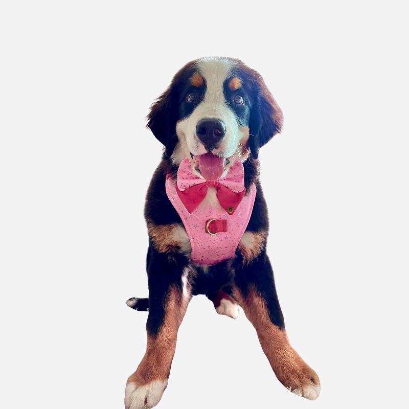 Pink Confetti