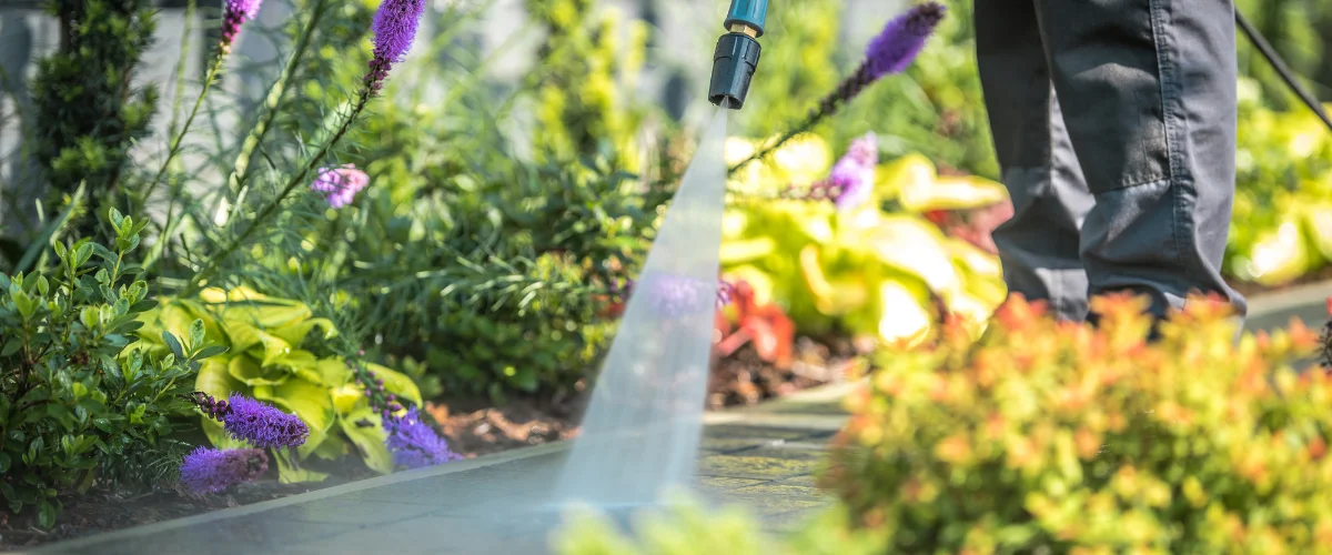 A person power-washing a paved pathway in a lush garden with various green and purple plants. A person power-washing a paved pathway in a lush garden with various green and purple plants.