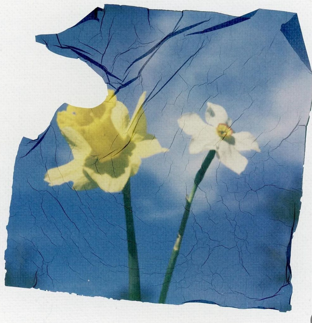 Tommy Shannon Emulsion lift Tommy Shannon Emulsion lift