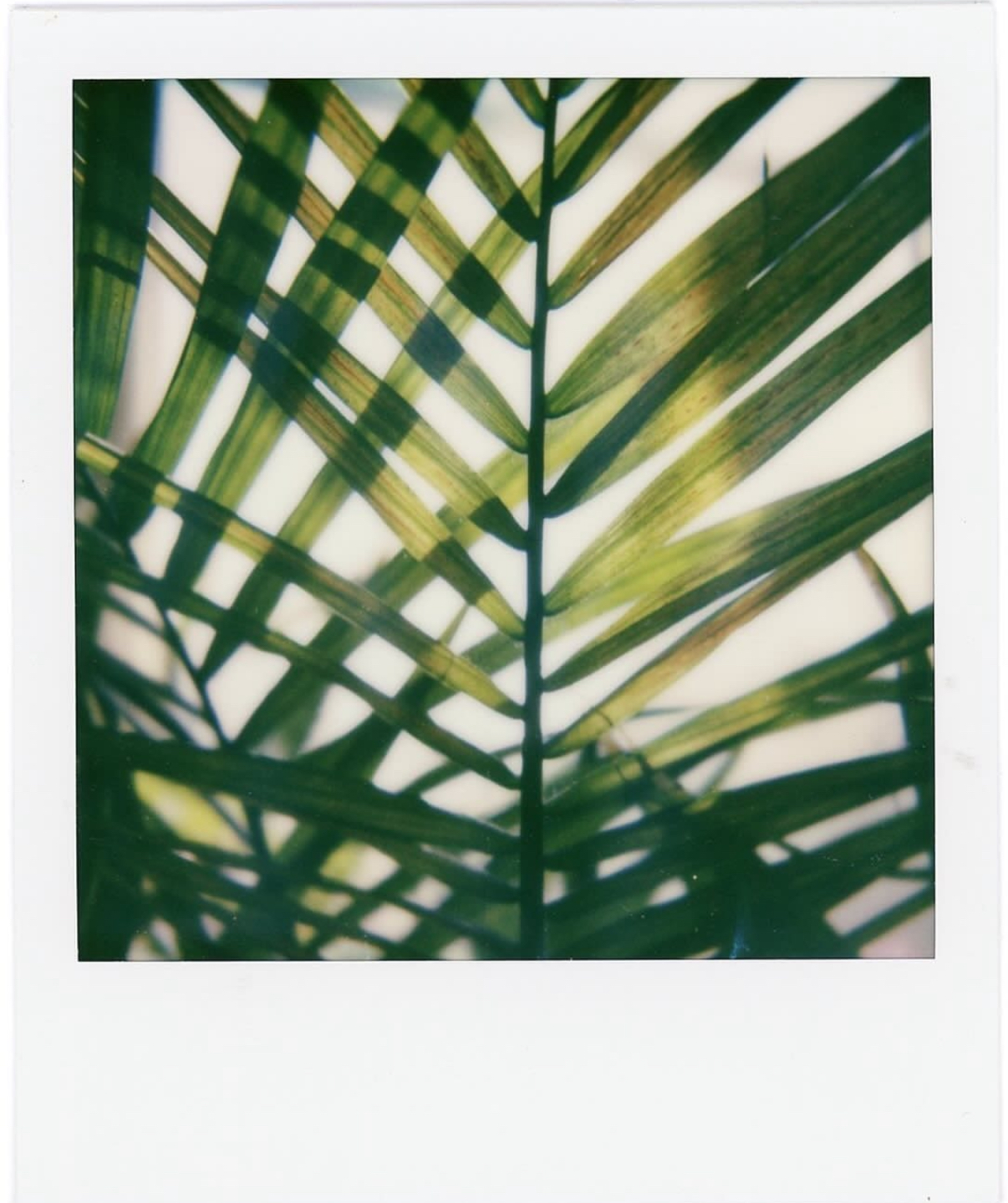 Leaf on polaroid film Leaf on polaroid film