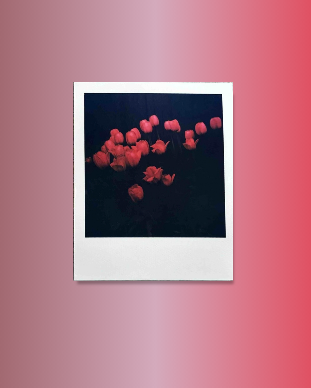 Roses polaroid taken by meghan banting for instant film project