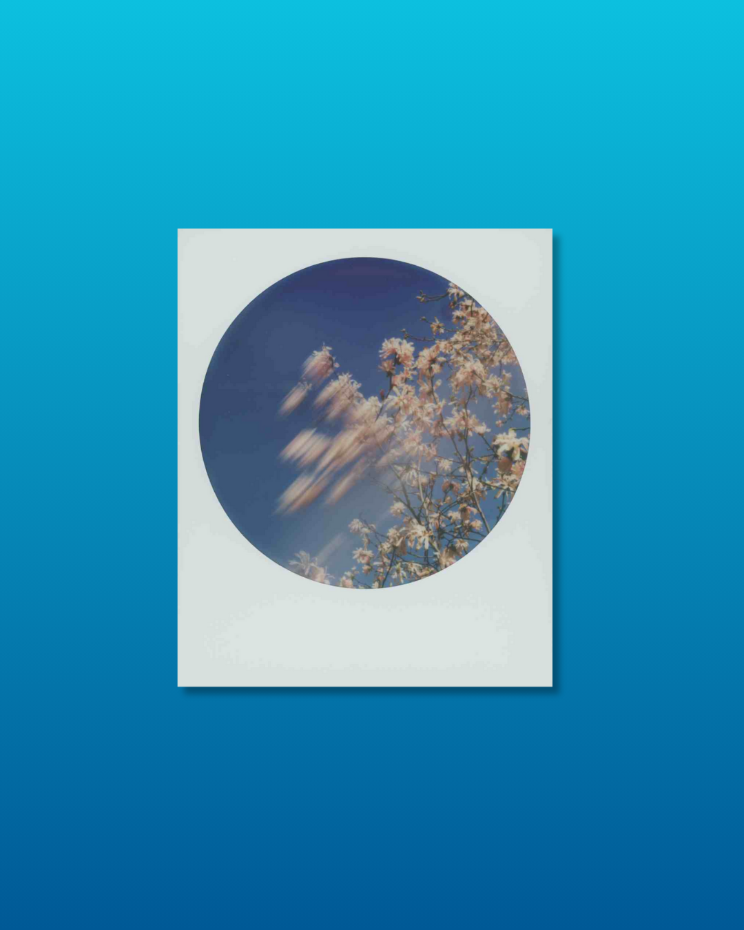 Polaroid by amber lauder of cherry blossoms for the instant film project