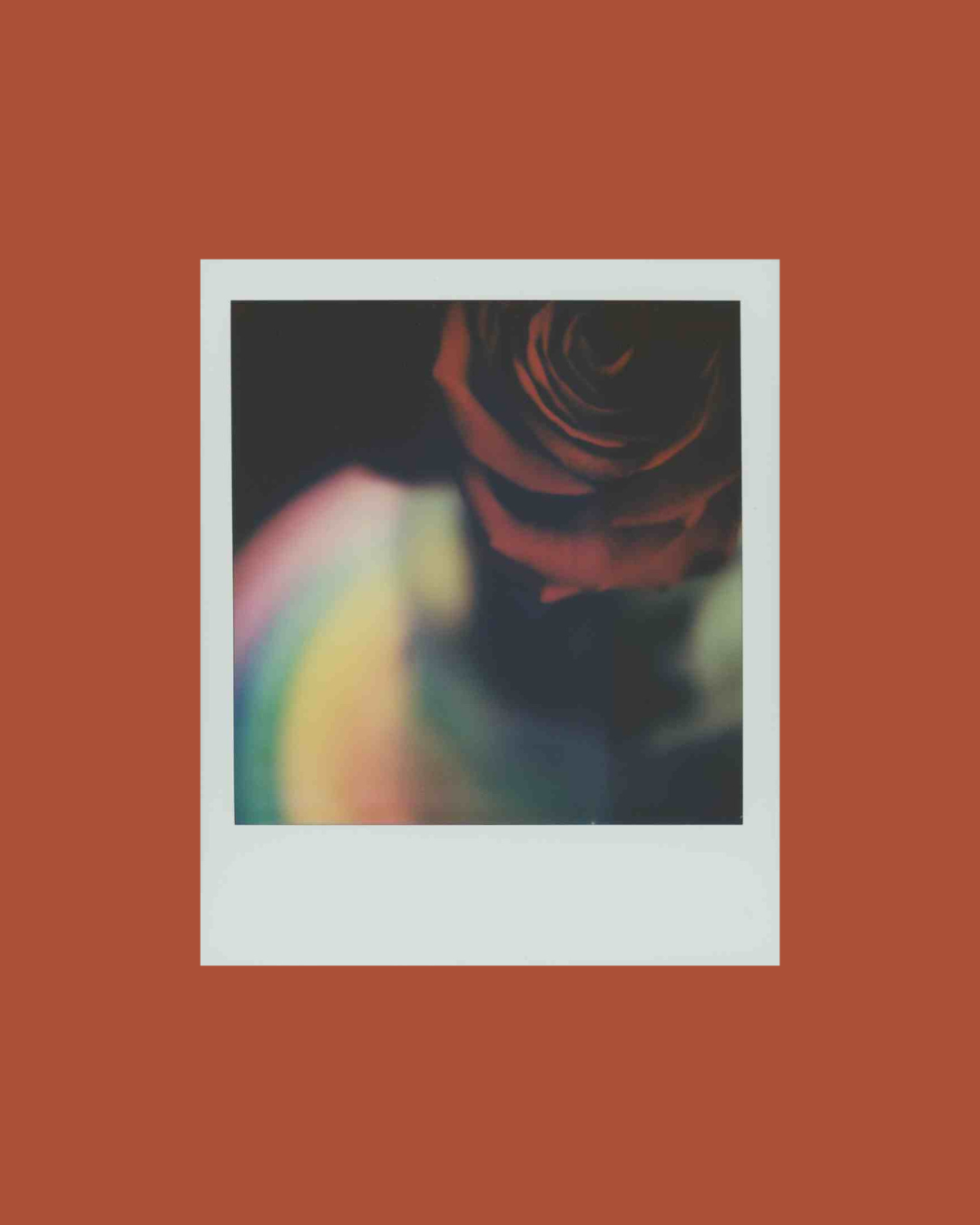 Amber lauder rose polaroid for instant film project