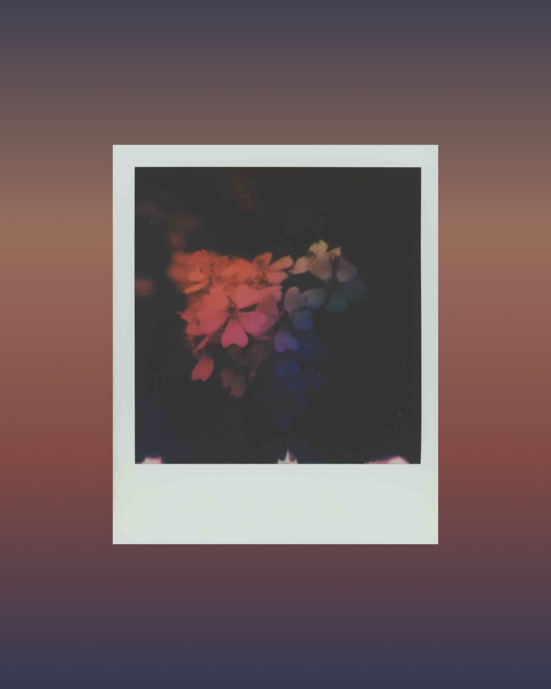 amber lauder polaroid for instant film project