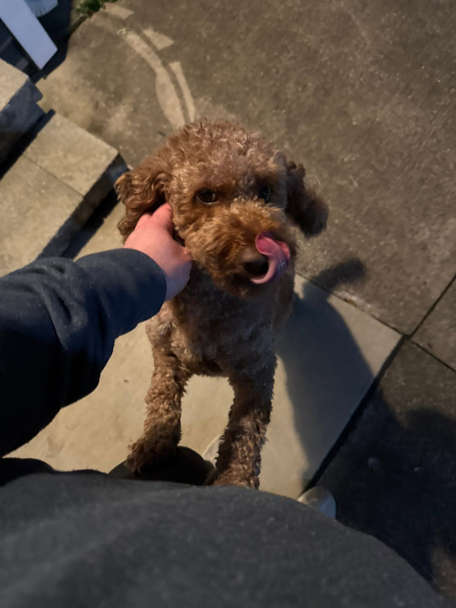 Buster, Greg's rescue Goldendoodle