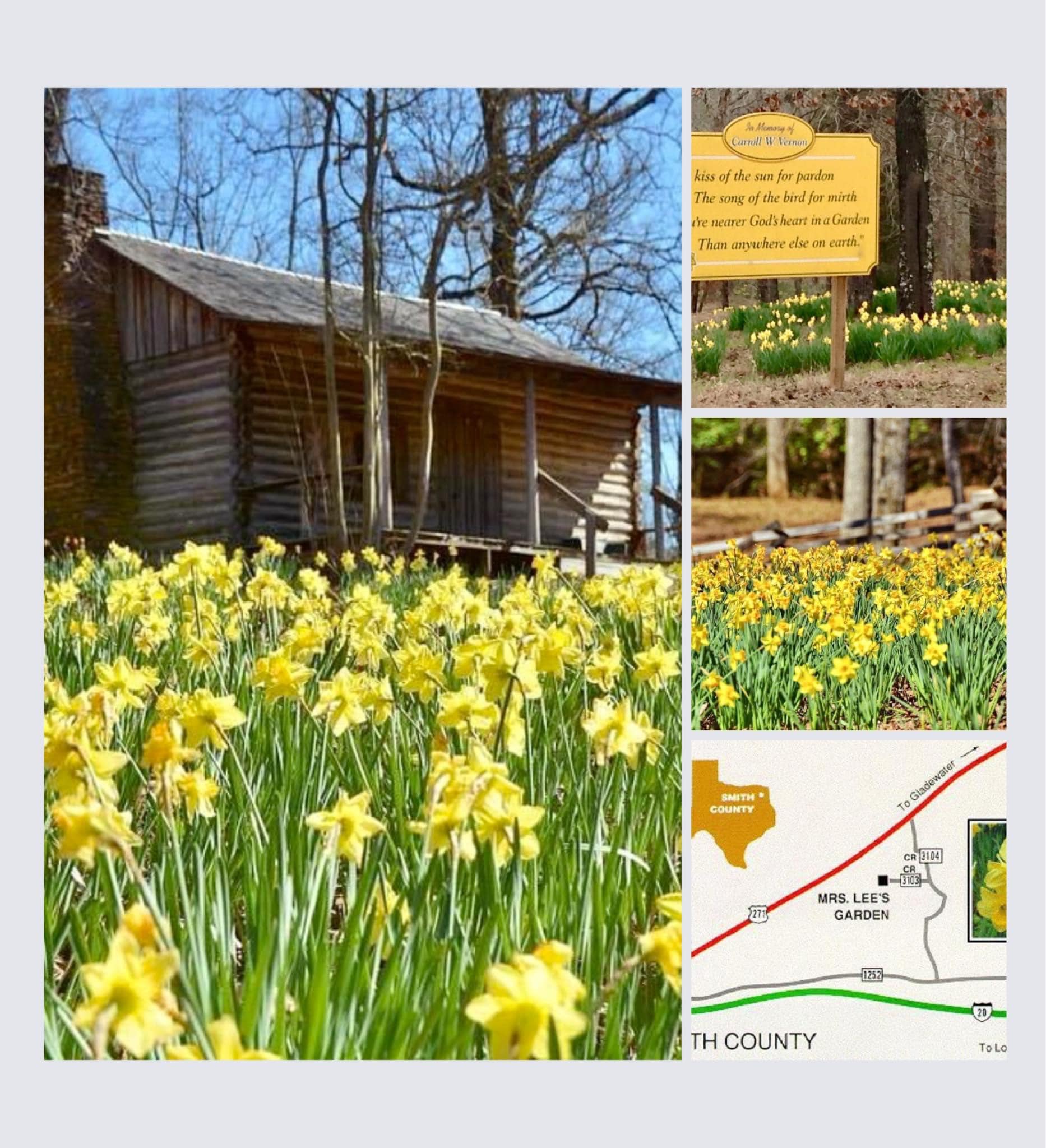 Fields of yellow daffodils in bloom on The Shuttle annual Daffodil Day Trip