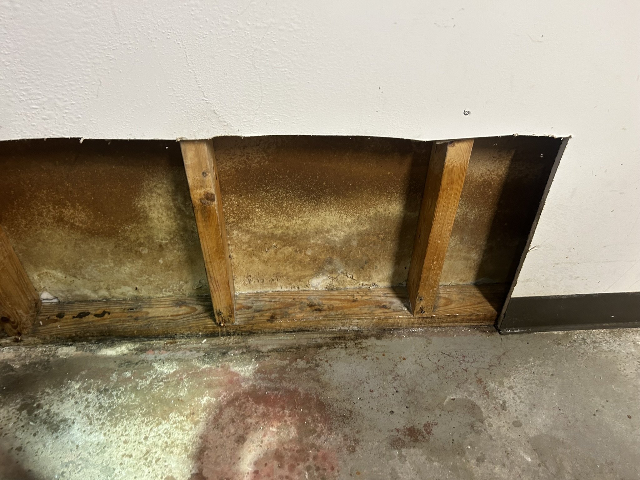Derry basement: drywall cut back showing mold behind the sheetrock