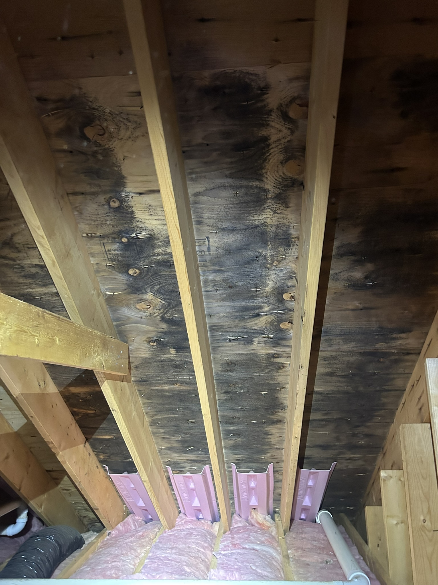 Bedford attic mold before