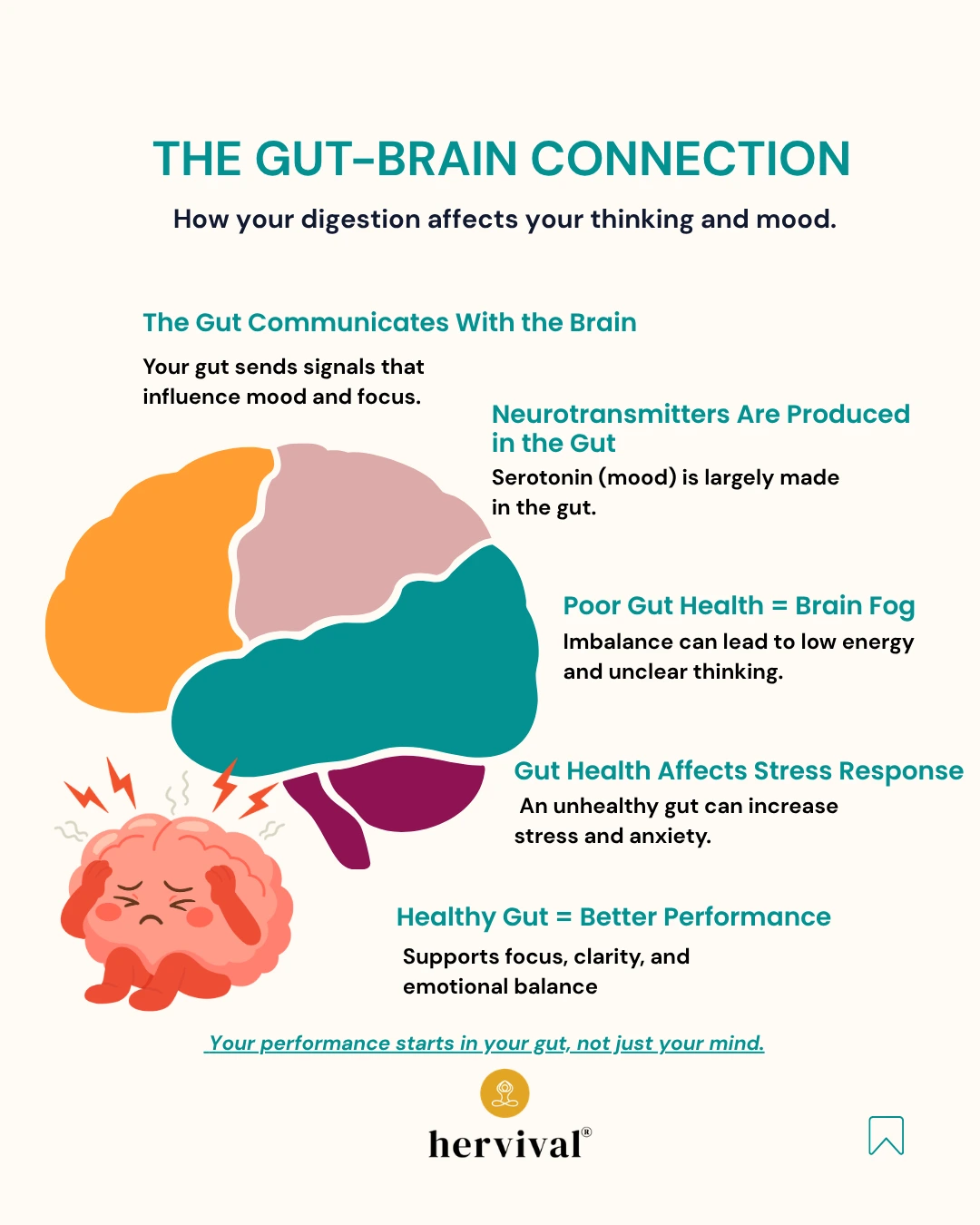Infographic titled “The Gut–Brain Connection,” highlighting gut health for high-performers: daily habits for better energy. It explains how digestion influences mood, focus, and performance, noting that the gut communicates with the brain, produces neurotransmitters like serotonin, and impacts stress levels. It also shows how poor gut health can lead to brain fog and low energy, while a healthy gut supports clarity, emotional balance, and better overall performance. Includes simple illustrations of a brain and gut, with the Hervival logo at the bottom.