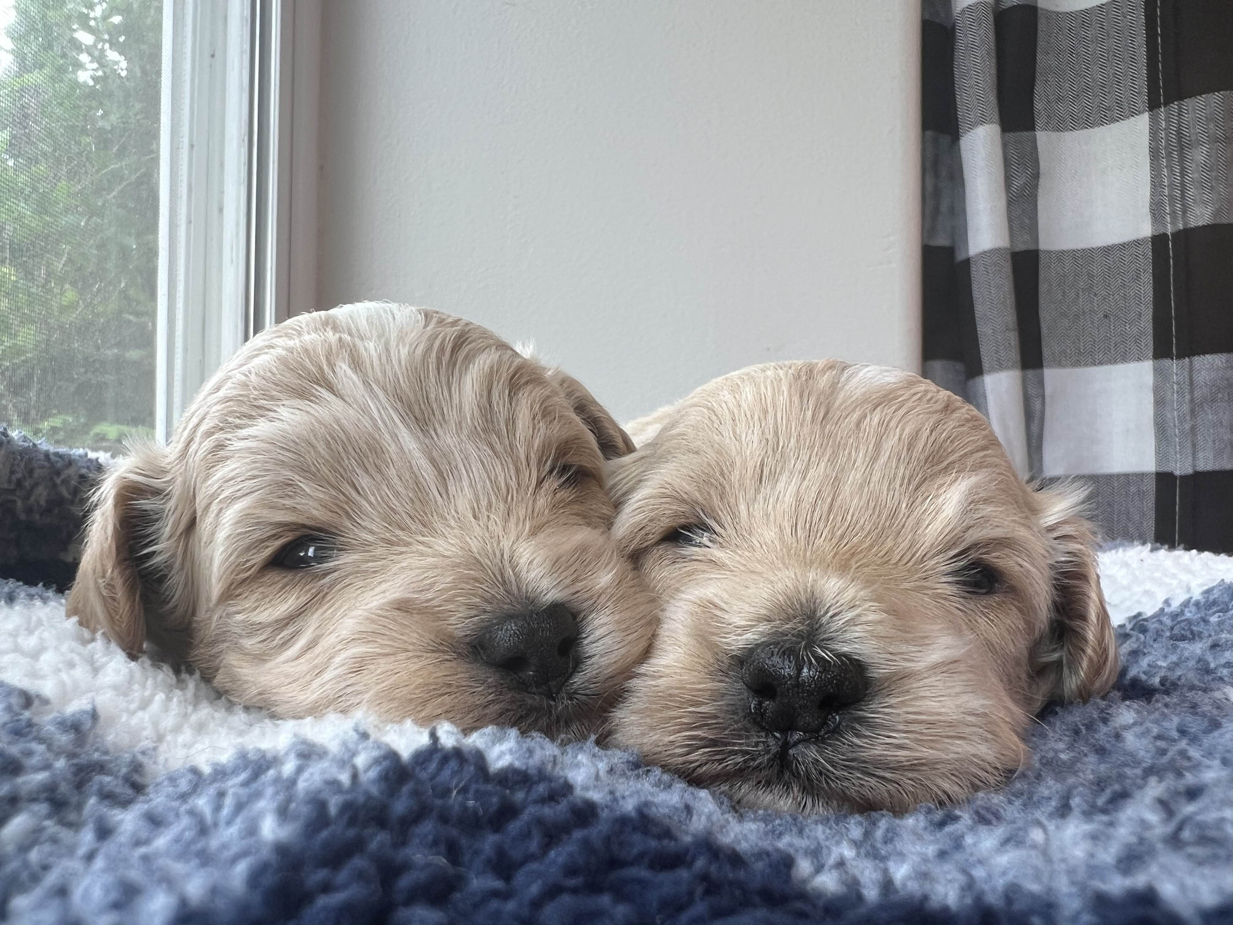 F1b Maltipoo Puppies