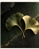 Two ginkgo leaves meeting at their stems