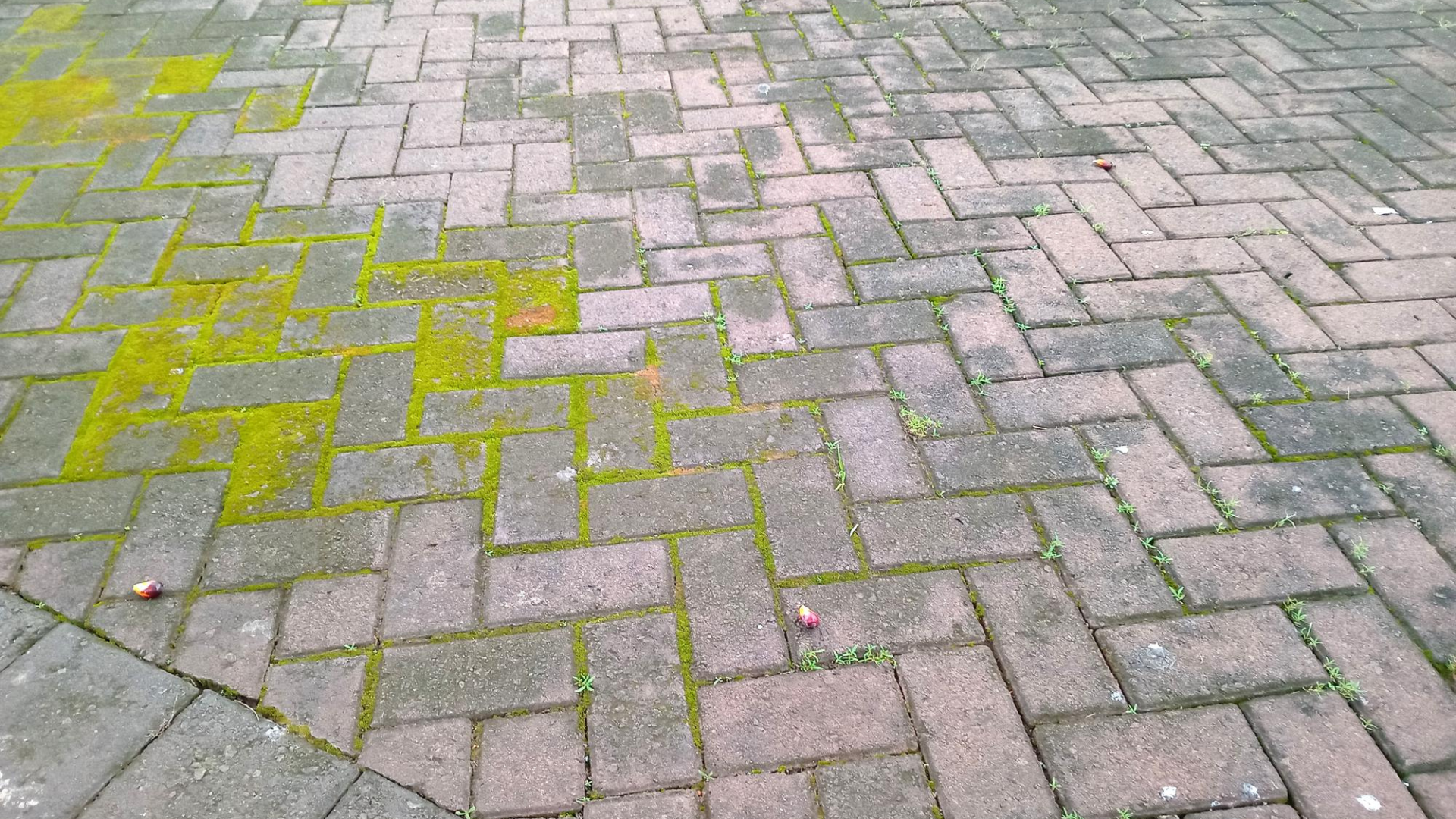 Paver & Bluestone Cleaning
