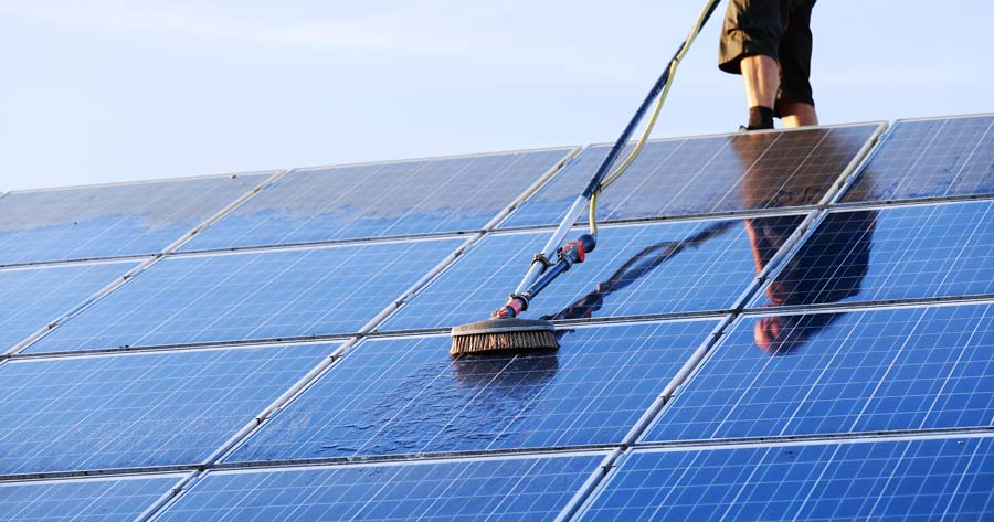 Why Birds Love Solar Panels — And Why You Should Stop Them