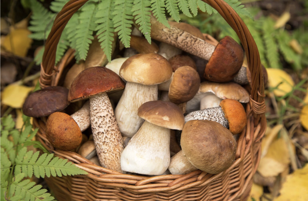 A wicker basket filled with a variety of freshly foraged wild mushrooms, surrounded by fern fronds and autumn leaves on a forest floor.