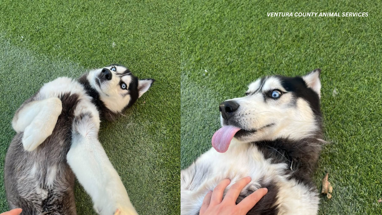 Friendly 4-Year-Old Siberian Husky Looking for His Forever Home in Camarillo