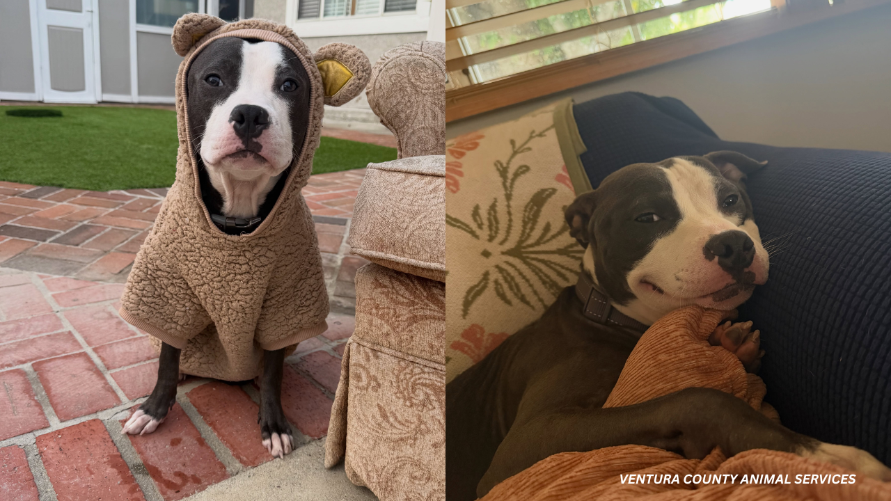 9-Month-Old Puppy "Smiley" Needs Permanent Home Before Temporary Foster Ends