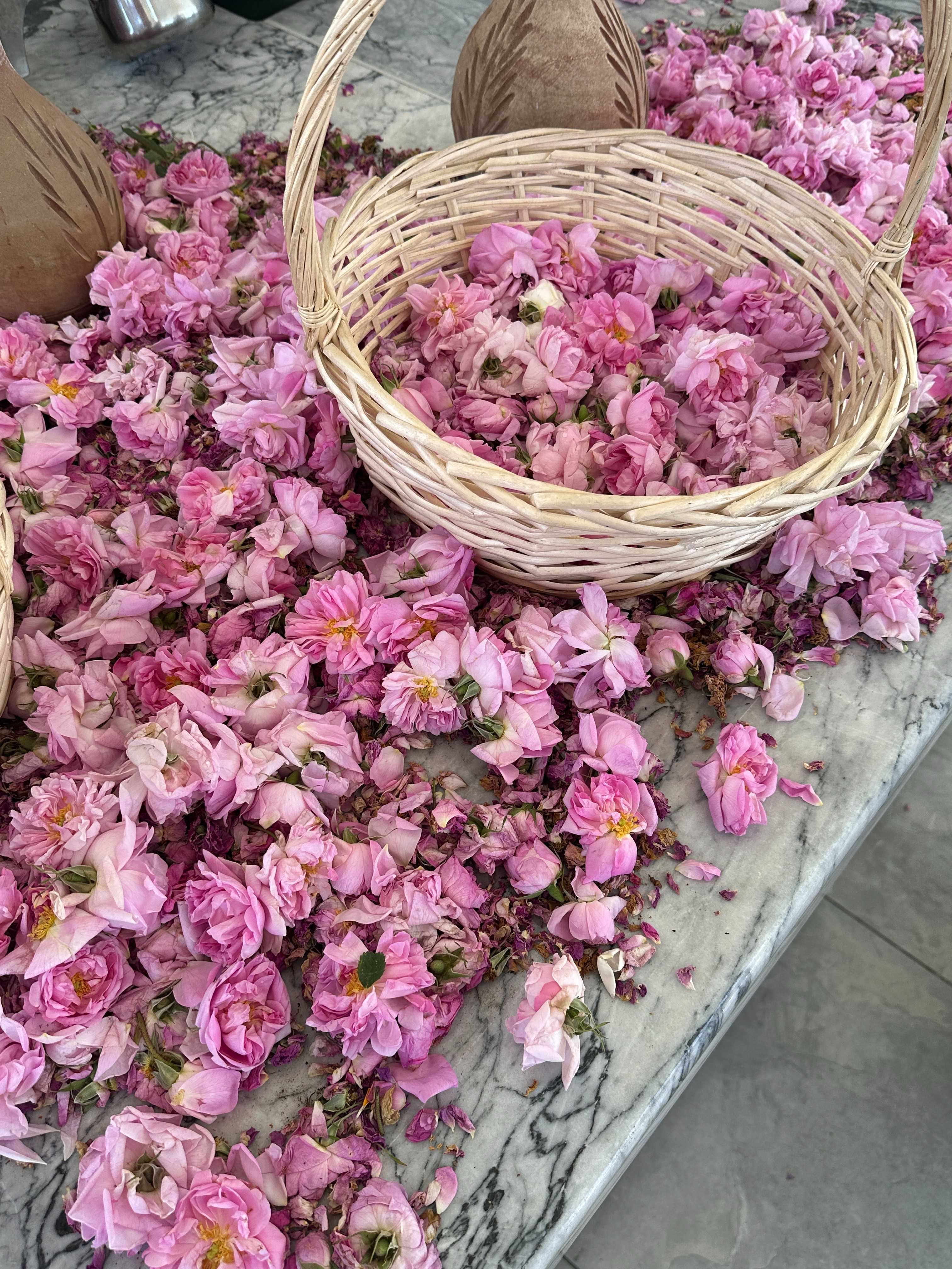 Damask roses of the Middle East