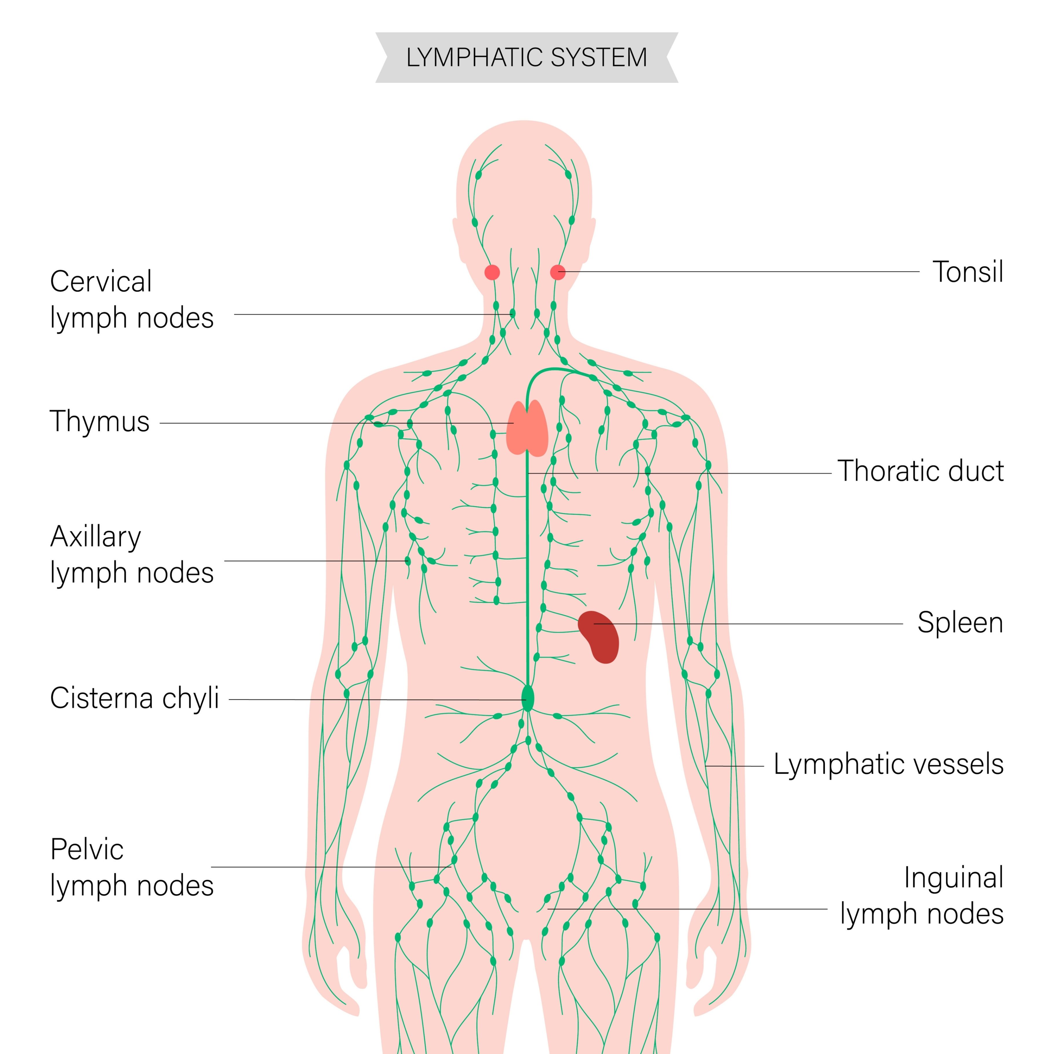 Medical diagram of the human lymphatic system showing major lymph node locations throughout the body