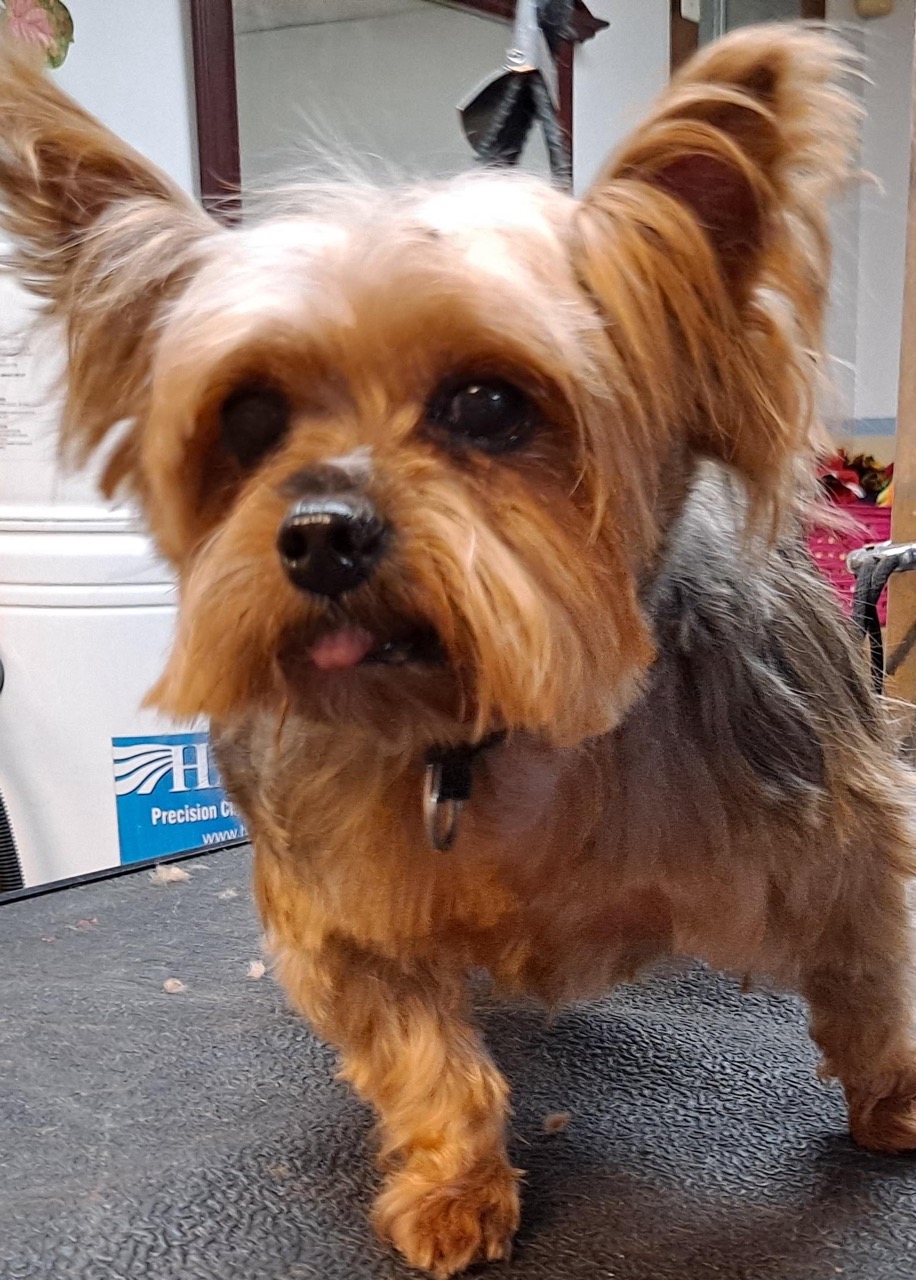 Oakmont Behavioral Grooming