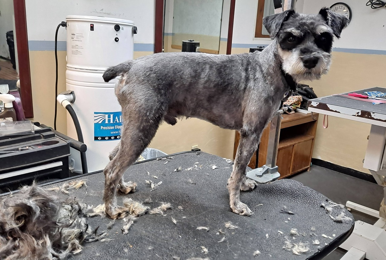  Full Service Grooming