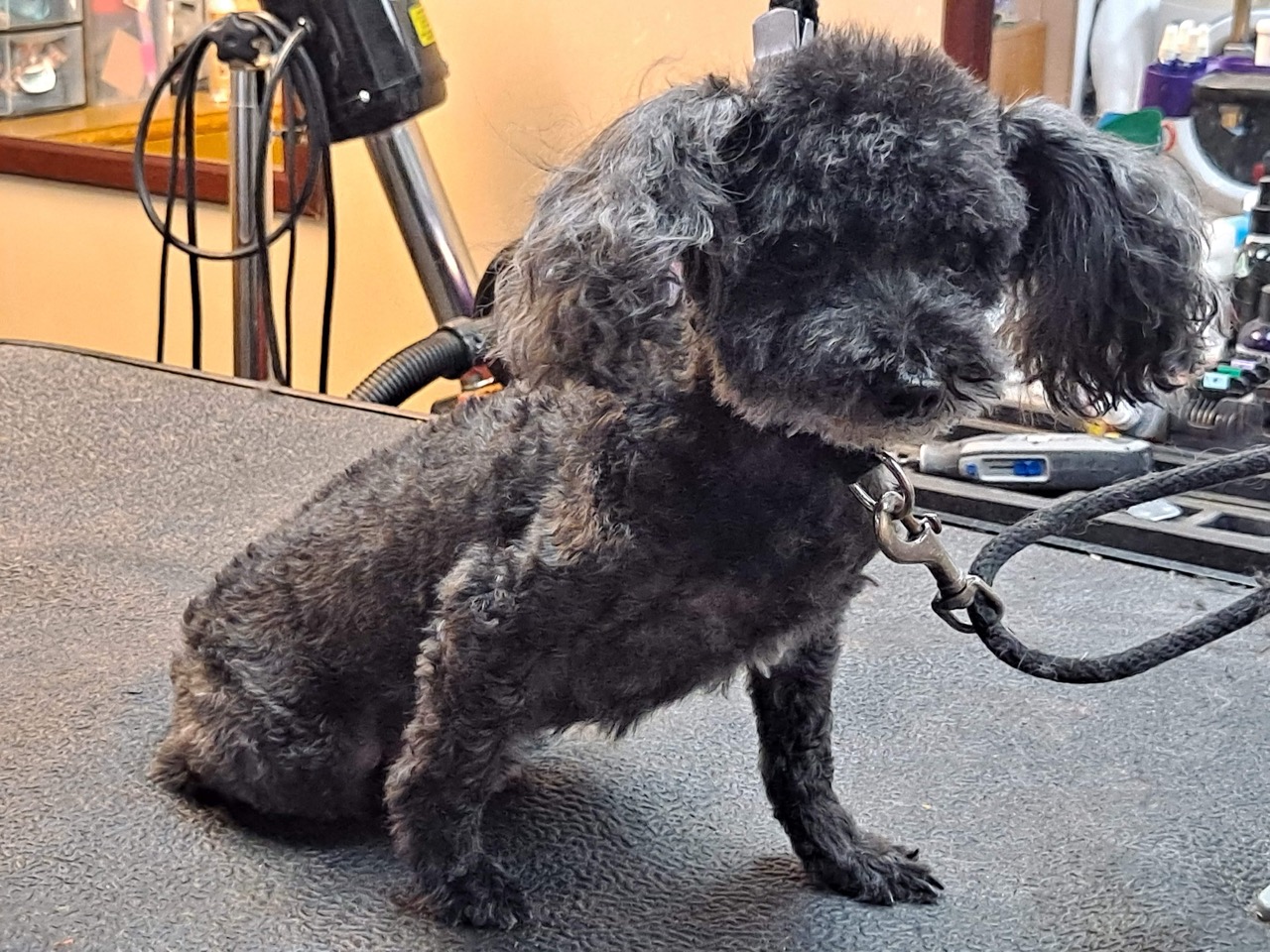  Full Service Grooming